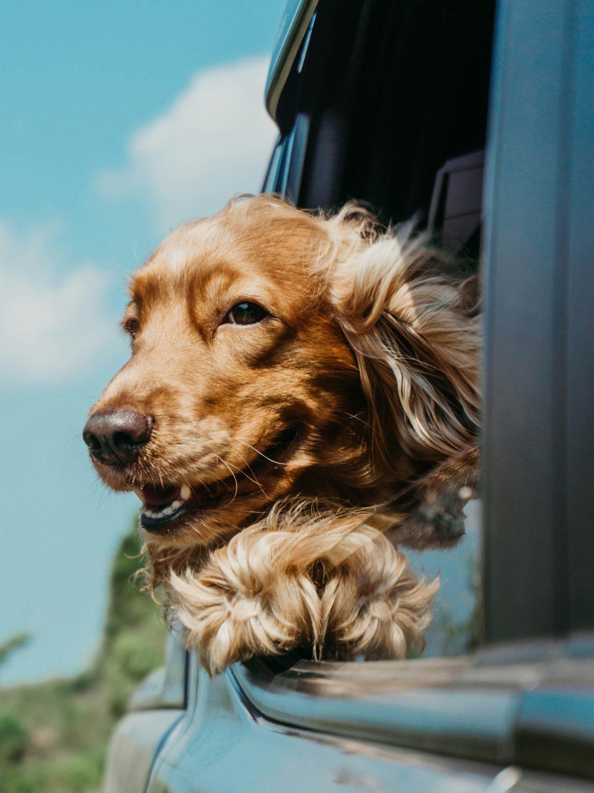 A golden dog leaning out of a car window on the drive into town