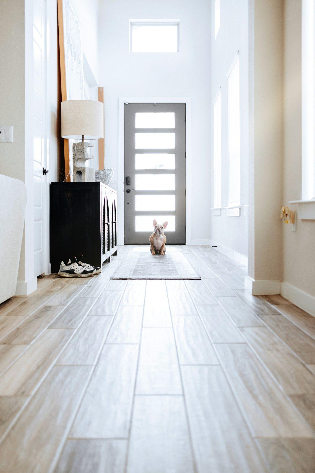 A French bulldog sitting in a bright, sunlit entryway