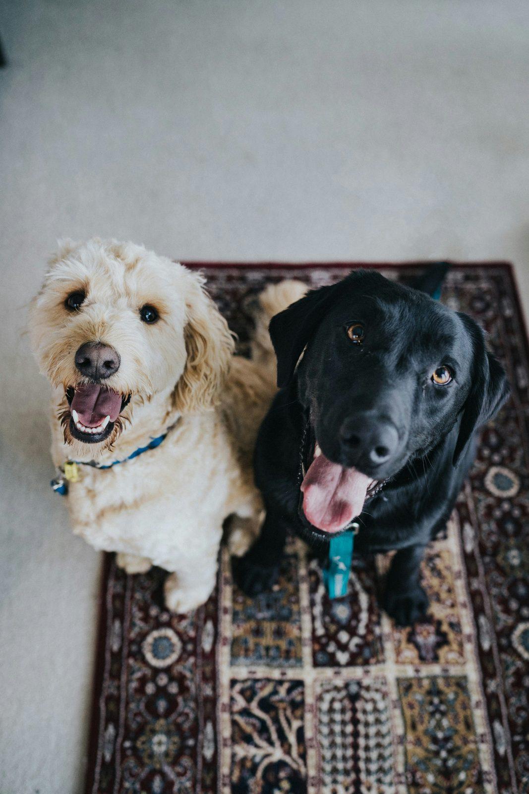 Two dogs sitting together on a patterned rug