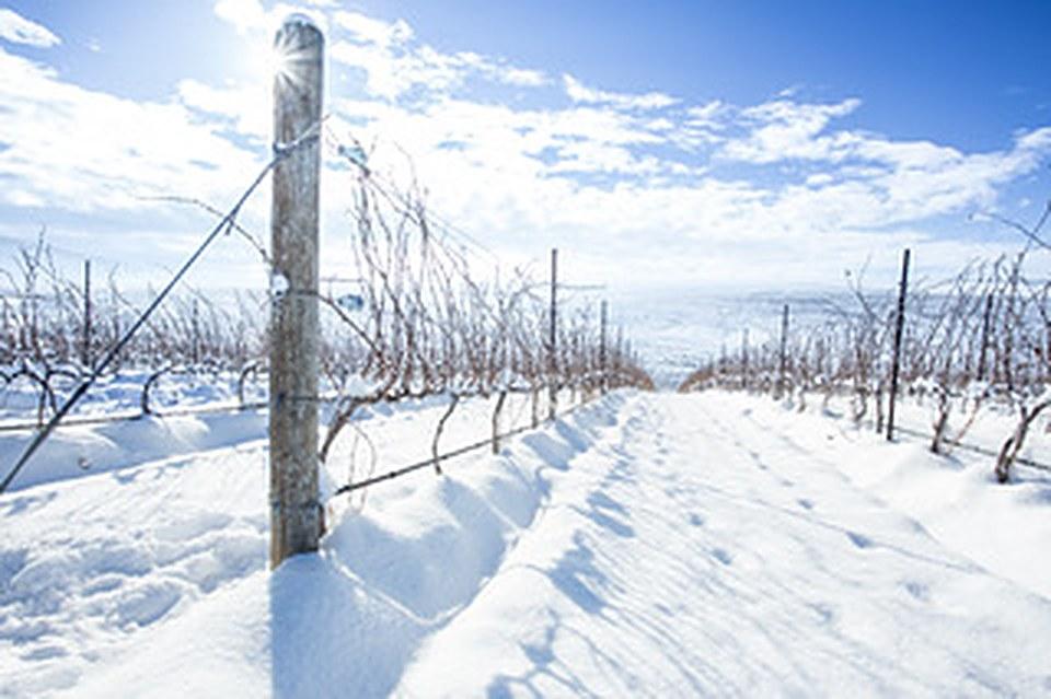 7 Reasons to Come to Walla Walla This Winter